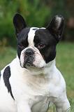 BOULEDOGUE FRANCAIS 1284